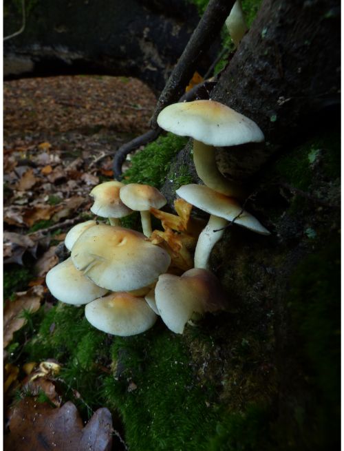 Emerging fruit bodies on beech in the New Forest, UK.
